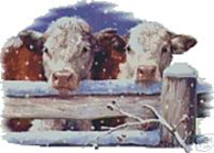 calves