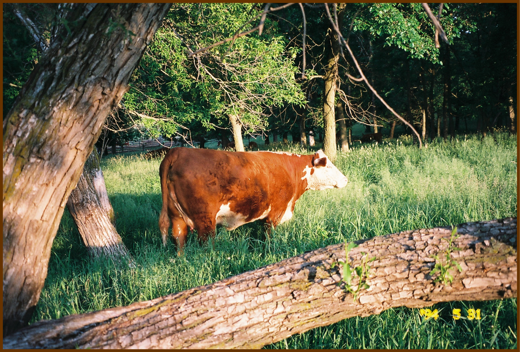 cow on grass