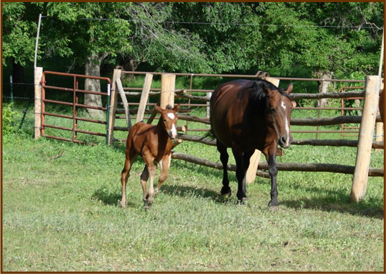 horses